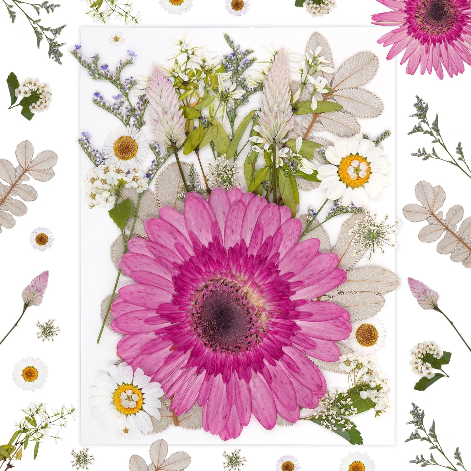 1 Pack Big Dried Pressed Flowers for Resin Molds,Real Natural Bulk Dry Floral Leaves, Dried Flowers for Crafts,Scrapbooking DIY Art,Epoxy Jewelry, Candle, Soap Making,Pressed Flower Art，White Pink